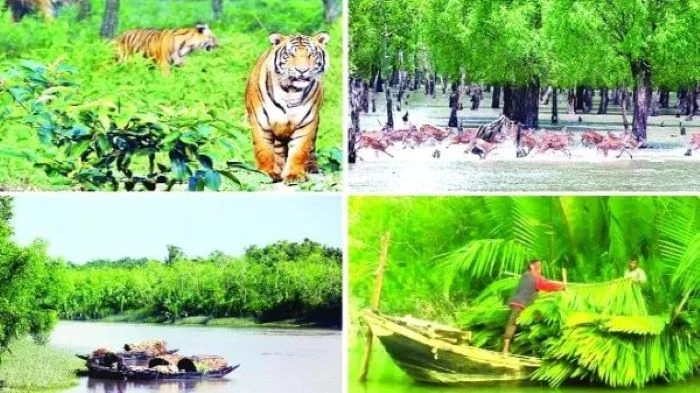 সুন্দরবনে দস্যু আতঙ্ক চরমে, ২৪ ঘণ্টায় আবারও ৬ জেলে অপহরণ